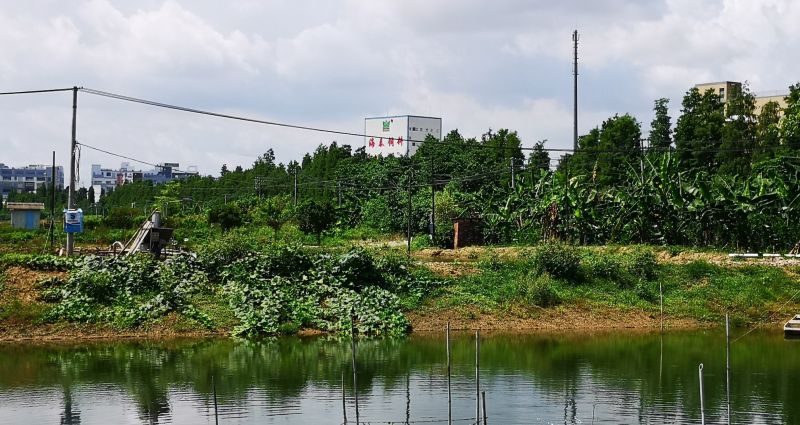 A pond for snakeheads fish farming along with an aquafeed factory in the background, taken in Xingtan Town, Shunde District, Foshan
Photo by Xi Lei