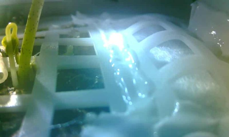 嫦娥四号搭载的棉花种子发芽